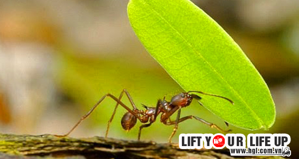 kien-nhan-bi-quyet-thanh-cong-trong-cong-viec